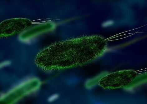 причиной гастрита является бактерия  — хеликобактер